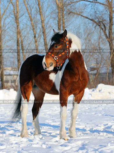 Beautiful paint vanner draft horse in winter snow farm. Красивая пятнистая лошадь упряжной породы на снегу на зимней ферме. Стоковое фото, фотограф Михаил Кондрашов / Фотобанк Лори