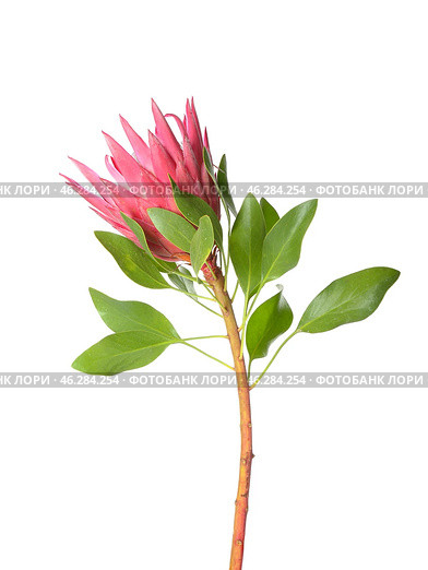 Beautiful protea flower on white background. Стоковое фото, фотограф Pixel_shot / Фотобанк Лори