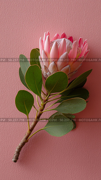 Beautiful protea flower with green leaves against a pink background showcasing nature's elegance in a vibrant setting. Стоковое AI-изображение, AI-художник Сергей Толмачёв / Фотобанк Лори
