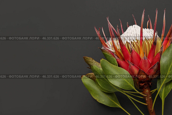 Beautiful red protea flower on dark background, closeup. Стоковое фото, фотограф Pixel_shot / Фотобанк Лори