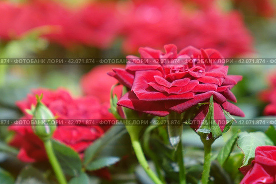 Beautiful red roses. Стоковое фото, фотограф Андрей Шалари / Фотобанк Лори