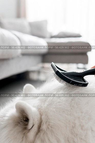 beautiful samoyed dog concept. Стоковое фото, агентство Ingram Publishing / Фотобанк Лори