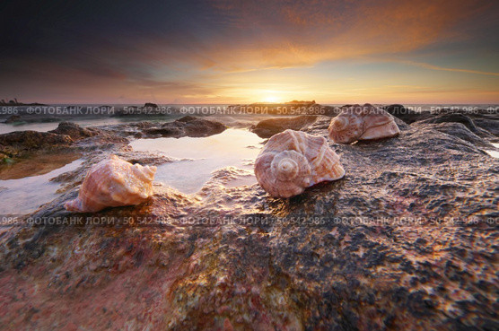 Beautiful seashells on the beach at thw sunset. Nature composition. Стоковое фото, агентство Ingram Publishing / Фотобанк Лори