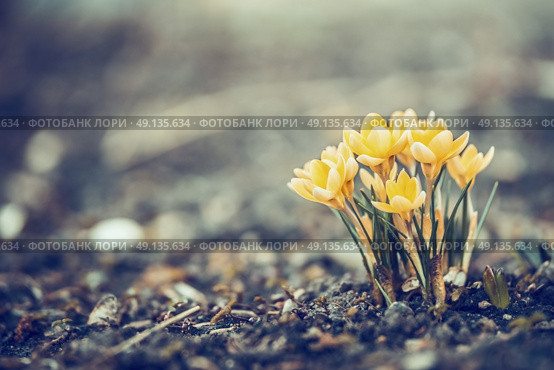 Beautiful spring yellow crocuses blooming  in garden or park, outdoor nature background. Стоковое фото, агентство Ingram Publishing / Фотобанк Лори
