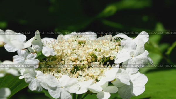 Beautiful summer background of flowering. Close-up of viburnum inflorescence with white flowers in spring in the garden. Стоковое видео, видеограф Александр Кротков / Фотобанк Лори