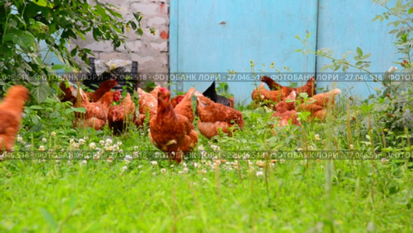 beautiful thoroughbred chickens pinch the grass in courtyard of rural house. Стоковое видео, видеограф Володина Ольга / Фотобанк Лори