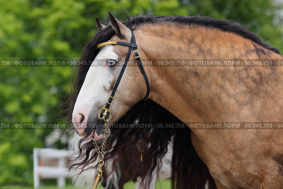 Beautiful Tinker horse with long mane portrait in nature background. Прекрасная лошадь породы Тинкер с длинной гривой на фоне лесной лужайки. Стоковое фото, фотограф Михаил Кондрашов / Фотобанк Лори