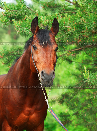 Beautiful Trakehner stallion in pine forest cloudy day. Стоковое фото, агентство Ingram Publishing / Фотобанк Лори