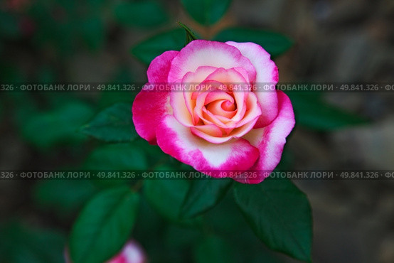 beautiful twocolored flower rose. outdoor shot. Стоковое фото, агентство Ingram Publishing / Фотобанк Лори