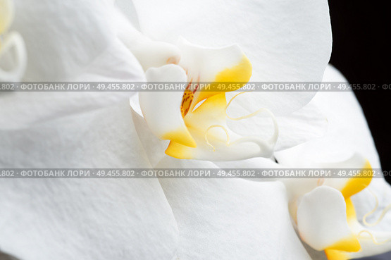 Beautiful White Orchid Flower around black background. extrime macro shot . Стоковое фото, агентство Ingram Publishing / Фотобанк Лори