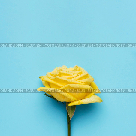 beautiful yellow rose blue background. High resolution photo. beautiful yellow rose blue background. High quality photo. Стоковое фото, агентство Ingram Publishing / Фотобанк Лори