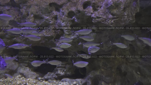 Beautifully decorated Marine Aquarium with silvery fish stock footage video. Стоковое видео, видеограф Юлия Машкова / Фотобанк Лори