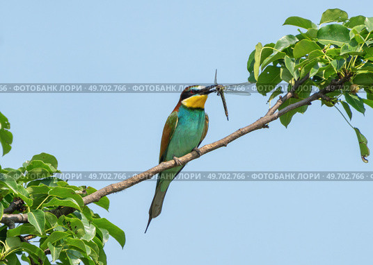Bee-eater perched on a branch with a dragonfly in its beak. Стоковое фото, фотограф Игорь Кляхин / Фотобанк Лори
