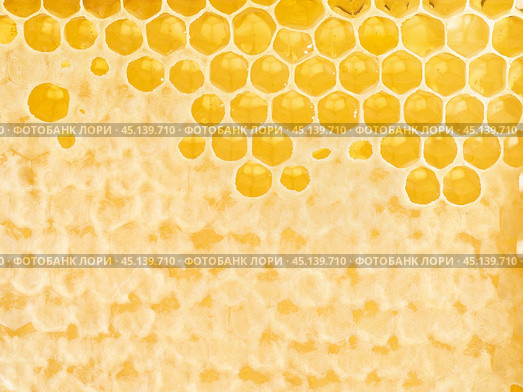 bee honeycomb closeup, fresh stringy dripping sweet honey, macro background. Стоковое фото, фотограф Natalia Gdovskaia / Фотобанк Лори