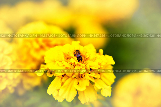 Bee on marigold flower blooming in the garden. Tagetes erecta, Mexican, Aztec or African marigold. Bee on marigold flower blooming in the garden. Стоковое фото, агентство Ingram Publishing / Фотобанк Лори