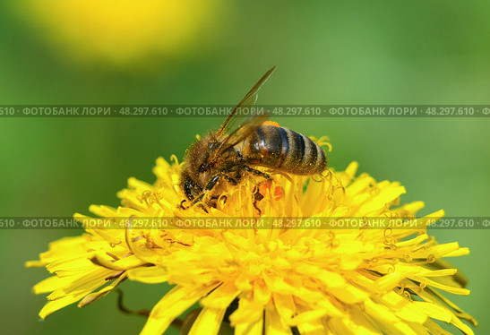 Bee pollinates a dandelion flower on a green background. Стоковое фото, фотограф Игорь Кляхин / Фотобанк Лори