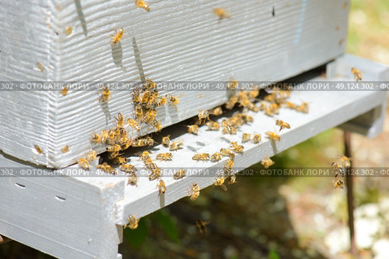 beehive with colony of bees. Стоковое фото, агентство Ingram Publishing / Фотобанк Лори