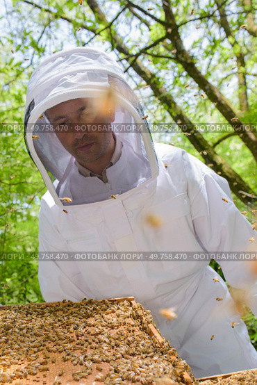 Beekeeper holding frame covered in bees. Стоковое фото, агентство Ingram Publishing / Фотобанк Лори