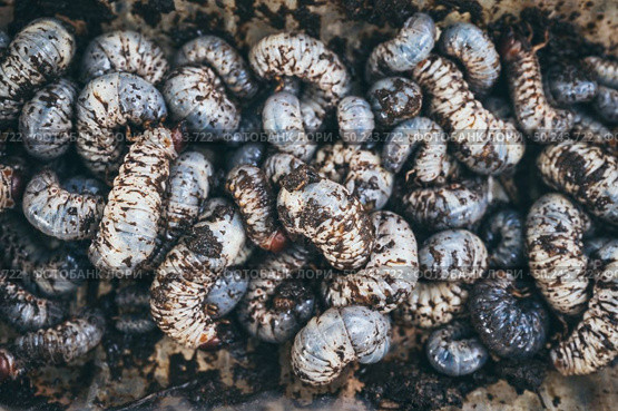 Beetles larvae, texture background of Beetles larvae. Стоковое фото, агентство Ingram Publishing / Фотобанк Лори