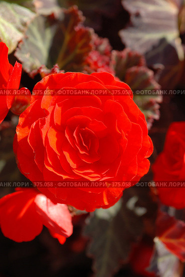 Begonia \ Бегония. Стоковое фото, фотограф Лифанцева Елена / Фотобанк Лори