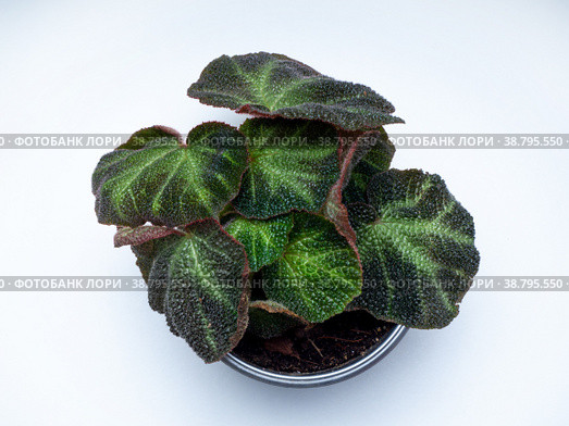 Begonia Rex soli mutata is a genus of perennial flowering plants. Стоковое фото, фотограф Эльвира Коломийцева / Фотобанк Лори