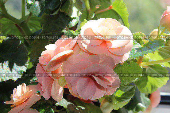 Бегония клубневая (Begonia tuberhybrida) крупным планом. Стоковое фото, фотограф Елена Орлова / Фотобанк Лори