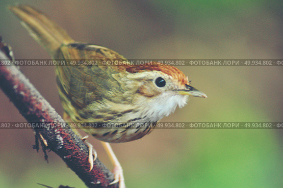 behavior of brown bird in the nature. Стоковое фото, агентство Ingram Publishing / Фотобанк Лори