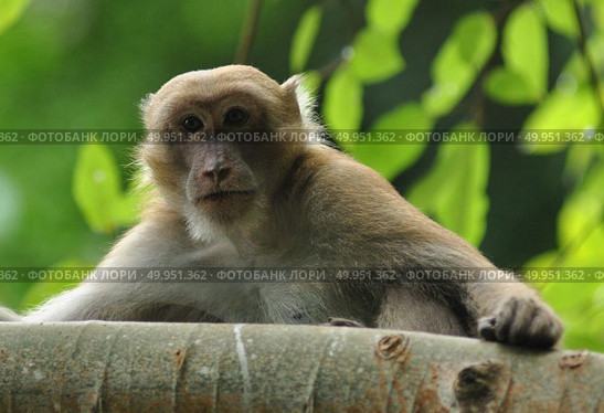 behaviors of monkey in the nature, wild macaques. Стоковое фото, агентство Ingram Publishing / Фотобанк Лори