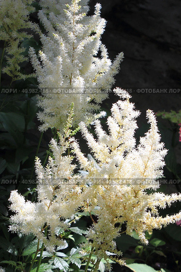 Белая астильба (лат. Astilbe) Стоковое фото, фотограф Елена Орлова / Фотобанк Лори