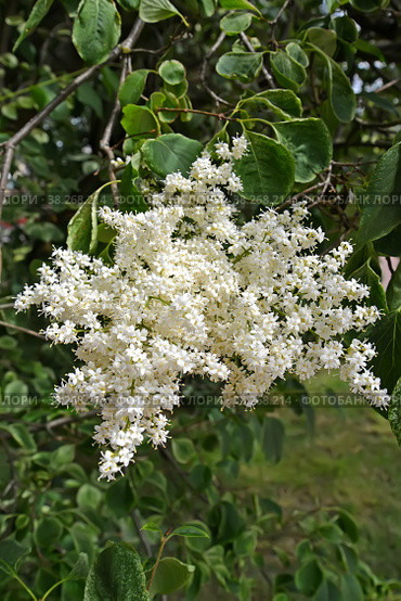 Белая кисть сирени амурской (Syringa amurensis Rupr.). Весна. Стоковое фото, фотограф Ирина Борсученко / Фотобанк Лори