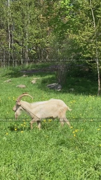 Белая коза пасется на поляне. Стоковое видео, видеограф Ирина Курносова / Фотобанк Лори