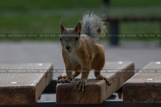 Бельчонок на парковой скамейке. Стоковое фото, фотограф Елизавета Атаманова / Фотобанк Лори