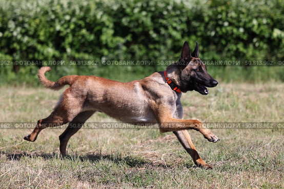 Belgian Shepherd Malinois runs in green grass in the public park.Бельгийская овчарка малинуа бегает по зеленой траве в общественном парке. Стоковое фото, фотограф Михаил Кондрашов / Фотобанк Лори