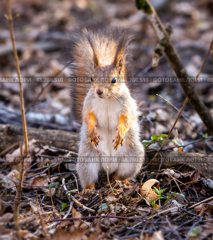 Белка обыкновенная, или векша (лат. Sciurus vulgaris) стоит жухлой траве. Стоковое фото, фотограф Олег Пученков / Фотобанк Лори
