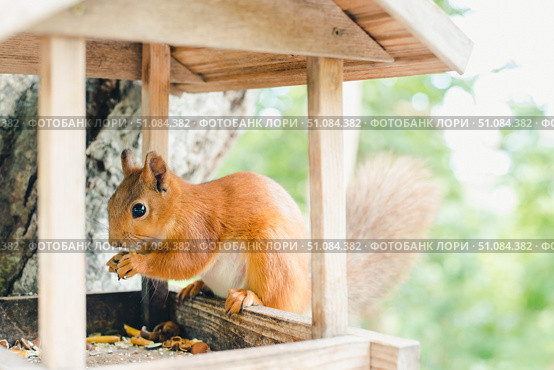 Белка в кормушке грызет орех. Рыжая белка. A squirrel in a feeder is gnawing a nut. Red squirrel. Стоковое фото, фотограф Ольга Митряева / Фотобанк Лори