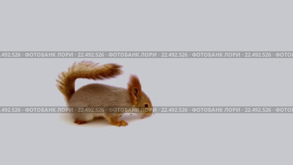 Белка в студии с белым фоном. Стоковое видео, видеограф Бубнов Дмитрий / Фотобанк Лори