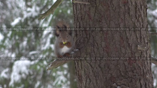 Белочка (белка), снегопад, декабрь. Squirrel, snowfall, December. Стоковое видео, видеограф Горшков Александр / Фотобанк Лори