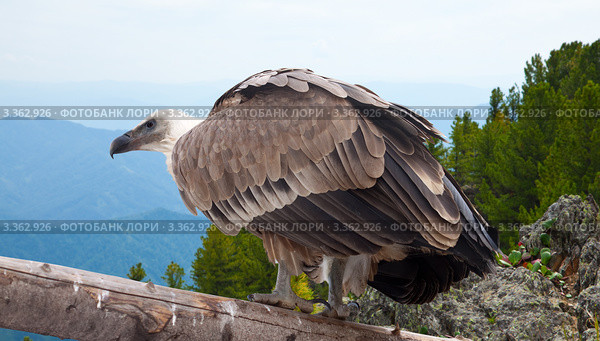 Белоголовый сип (Gyps fulvus) на фоне горного пейзажа. Стоковое фото, фотограф Яков Филимонов / Фотобанк Лори