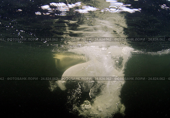 Белуха (Delphinapterus leucas) плавает в воде. Белое море, Карелия, Арктика. Стоковое фото, фотограф Некрасов Андрей / Фотобанк Лори
