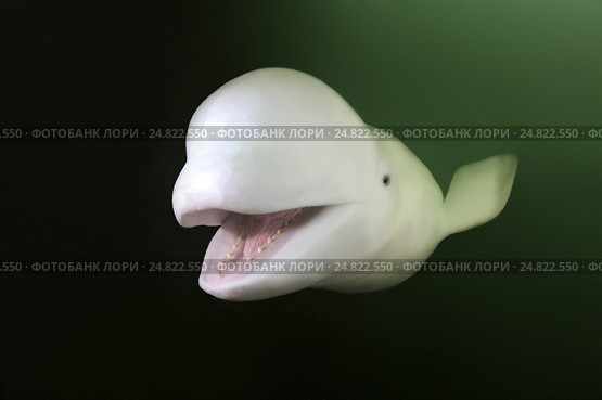 Белуха (Delphinapterus leucas), Японское море, Дальний Восток. Стоковое фото, фотограф Некрасов Андрей / Фотобанк Лори