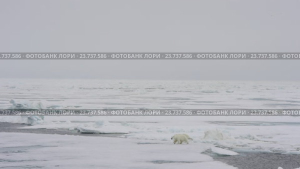 Белые медведи на льдине. Арктика. Стоковое видео, видеограф Vladimir / Фотобанк Лори