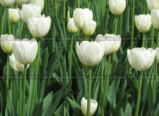 Белые тюльпаны, сорт Сноу Леди (Tulip Snow Lady) Стоковое фото, фотограф Ирина Водяник / Фотобанк Лори
