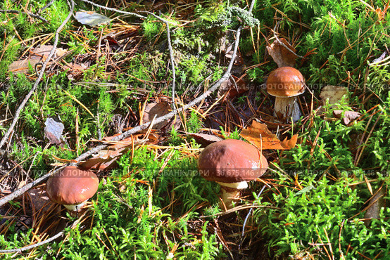 Белый гриб боровик дубовый (Boletus reticulatus) и два масленка настоящих (Boletus luteus), растущие в лесу. Стоковое фото, фотограф Владимир Литвинов / Фотобанк Лори