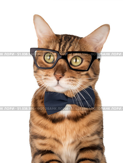 Bengal cat wearing a bow tie and glasses. Стоковое фото, фотограф Светлана Султанаева / Фотобанк Лори