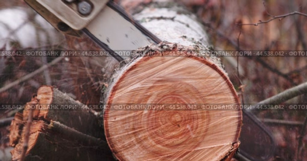 Бензопила распиливает ствол берёзы. Woodcutter saws tree with electric chain saw. Стоковое видео, видеограф Валерий Тесаков / Фотобанк Лори