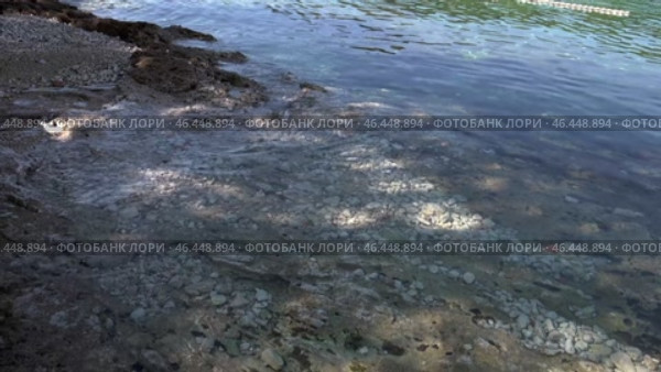 Берег Адриатического моря. Чистая и прозрачная вода. Хорватия. Май. Shore of the Adriatic Sea. Clean and clear water. Croatia. May. Стоковое видео, видеограф Горшков Александр / Фотобанк Лори