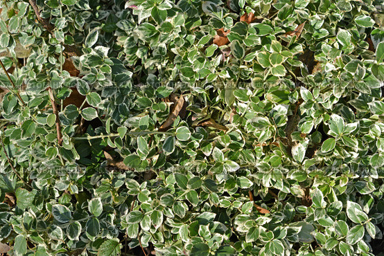Бересклет Форчуна, сорт Emerald Gaiety (Euonymus fortunei). Фон. Стоковое фото, фотограф Ирина Борсученко / Фотобанк Лори