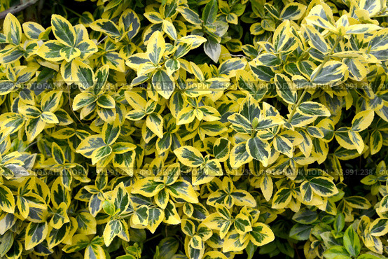 Бересклет Форчуна, сорт Emerald Gold  (Euonymus fortunei). Фон. Стоковое фото, фотограф Ирина Борсученко / Фотобанк Лори