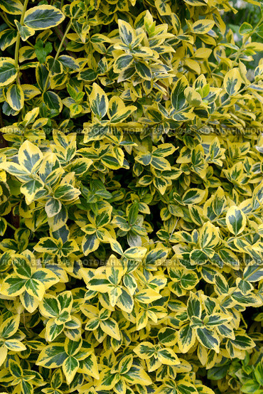 Бересклет Форчуна, сорт Emerald Gold  (Euonymus fortunei). Фон. Стоковое фото, фотограф Ирина Борсученко / Фотобанк Лори