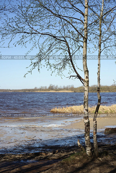 Береза на берегу Лахтинского разлива (2024 год). Редакционное фото, фотограф Анна Зеленская / Фотобанк Лори